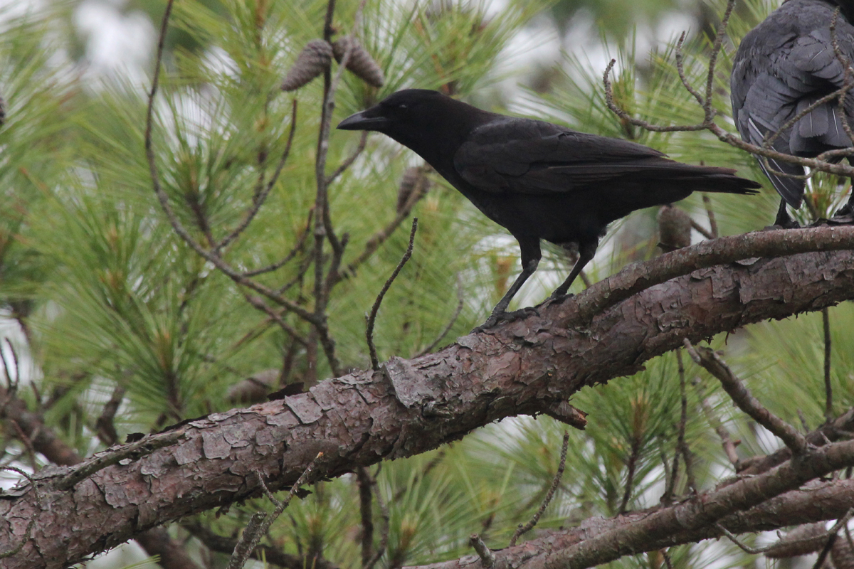 American Crow / 18 May / Pleasure House Point NA