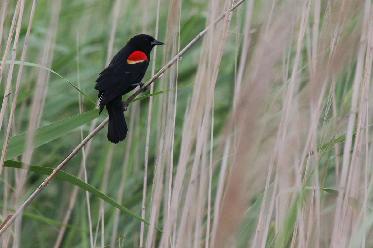 Red-winged Blackbird / 20 May / Back Bay NWR