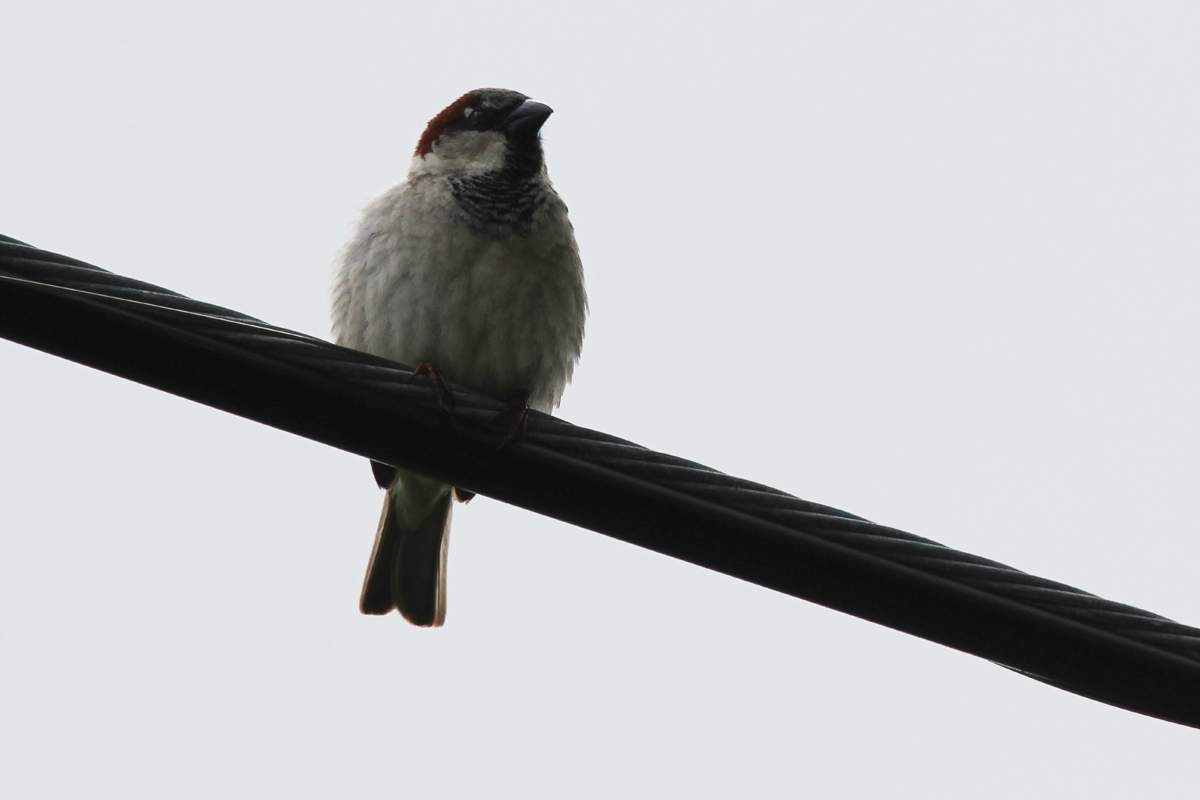 House Sparrow / 20 May / Fitztown Rd.