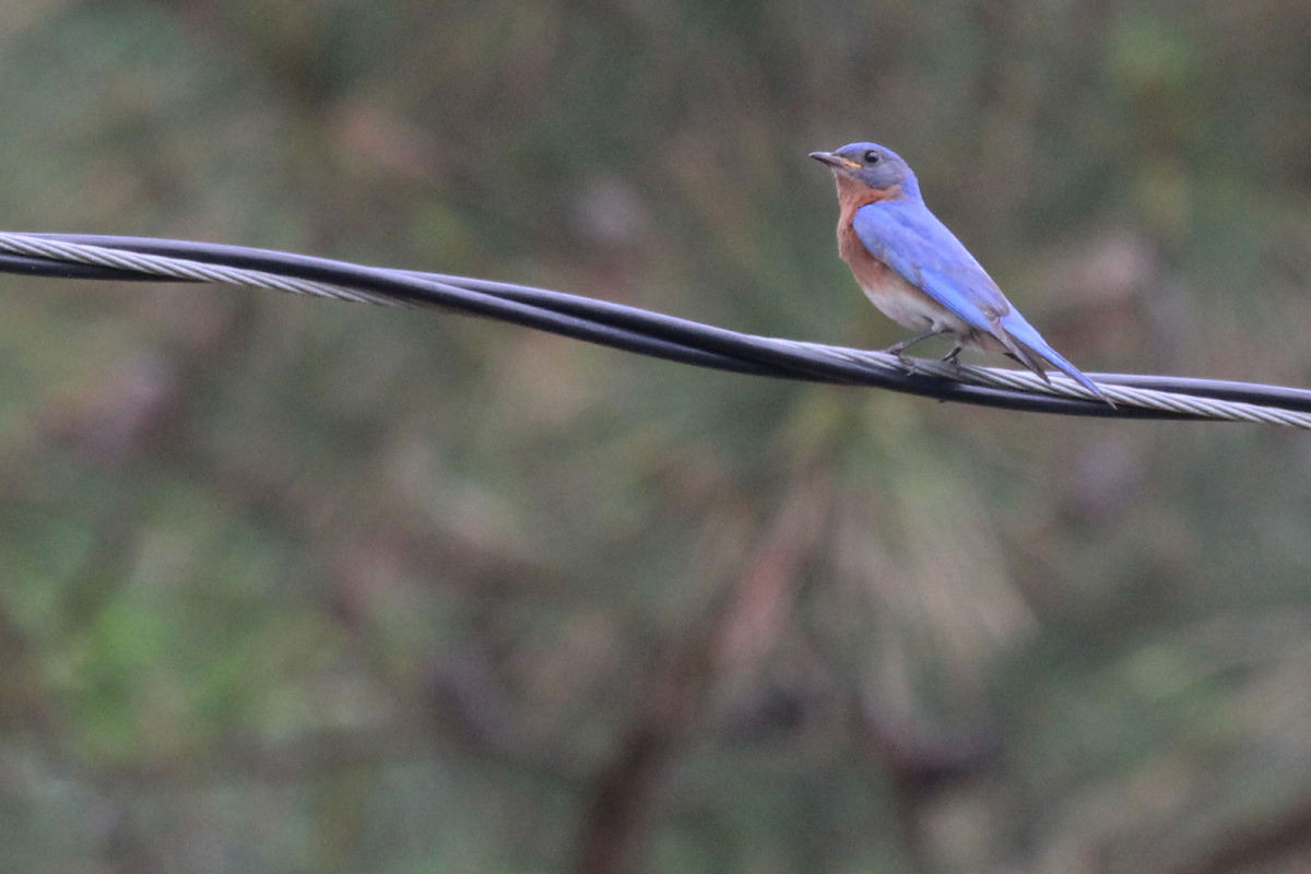 Eastern Bluebird / 20 May / Campbells Landing Park