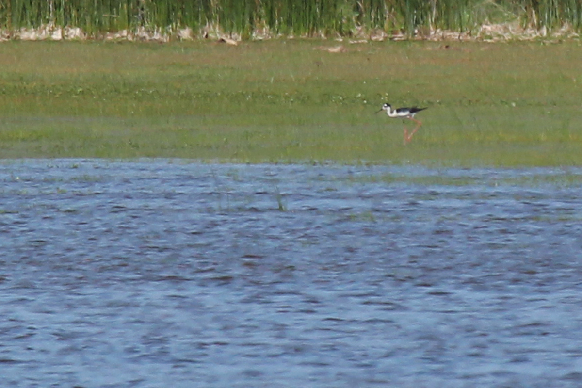 Black-necked Stilt / 25 May / Back Bay NWR