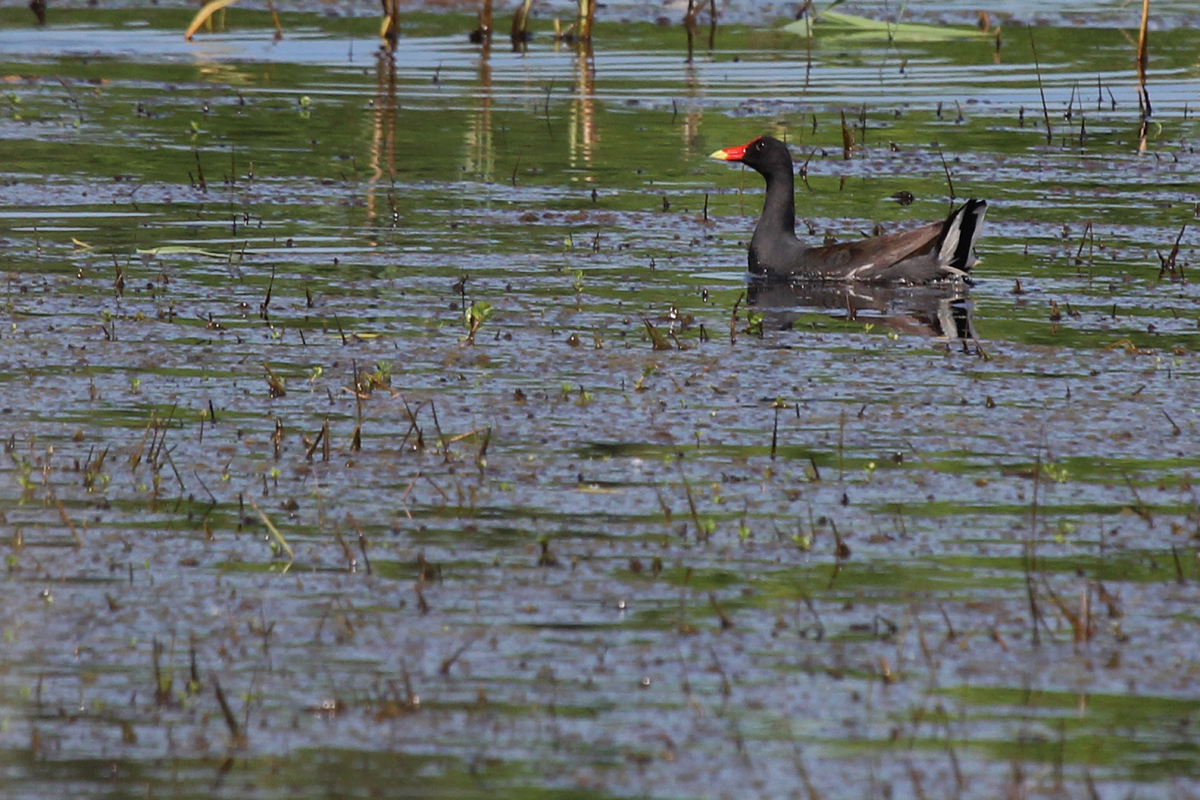 Common Gallinule / 27 May / Princess Anne WMA Whitehurst Tract