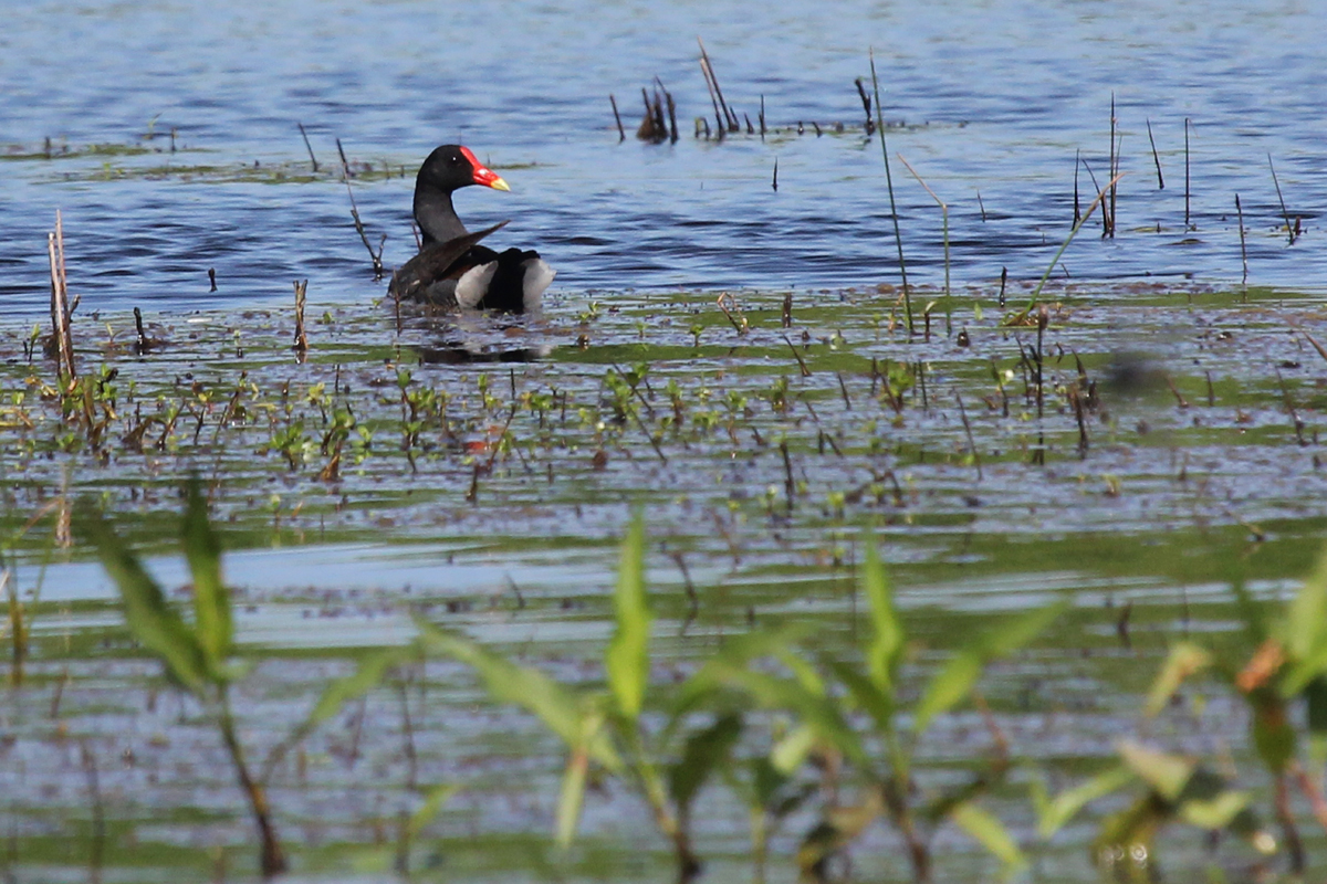 Common Gallinule / 27 May / Princess Anne WMA Whitehurst Tract