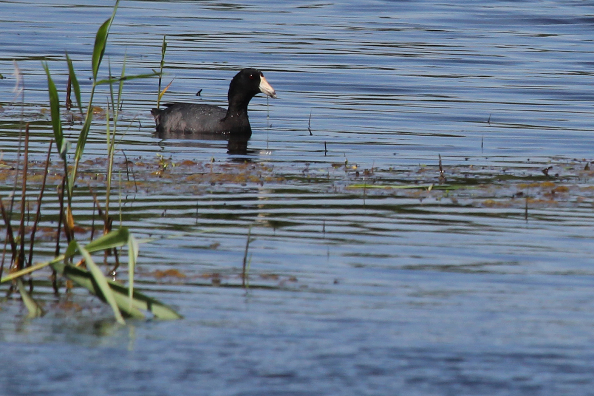 American Coot / 27 May / Princess Anne WMA Whitehurst Tract