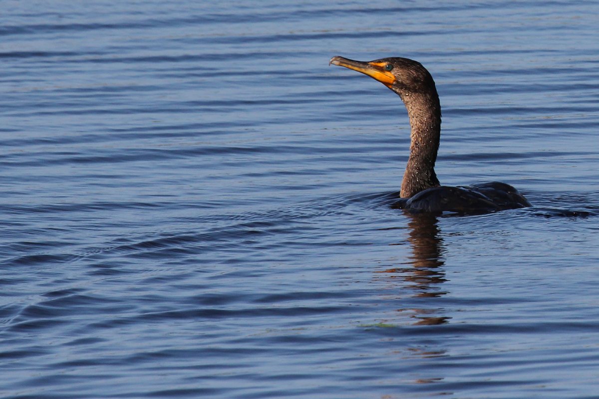 Double-crested Cormorant / 25 May / Back Bay NWR