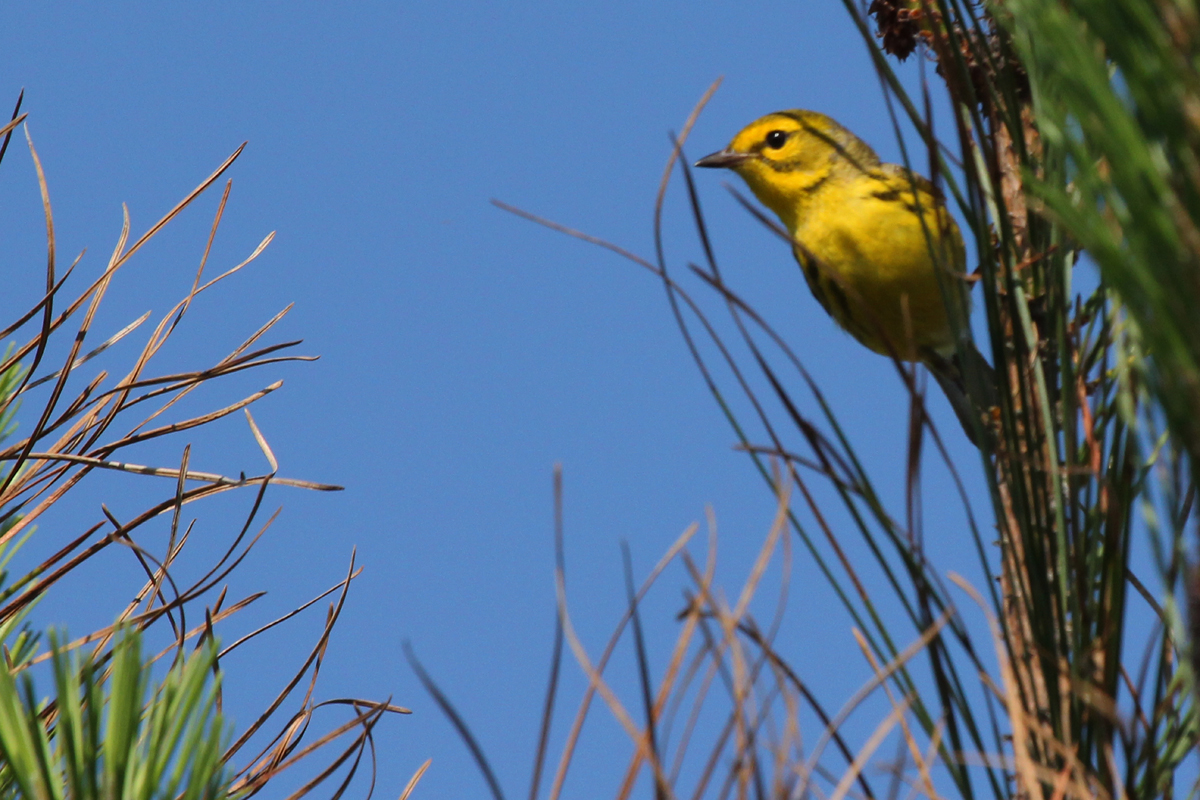 Prairie Warbler / 25 May / Back Bay NWR