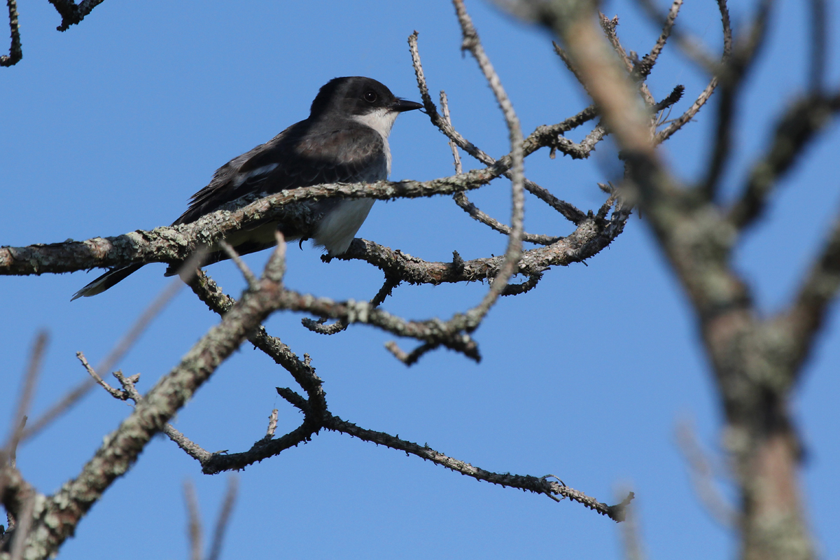 Eastern Kingbird / 25 May / Back Bay NWR