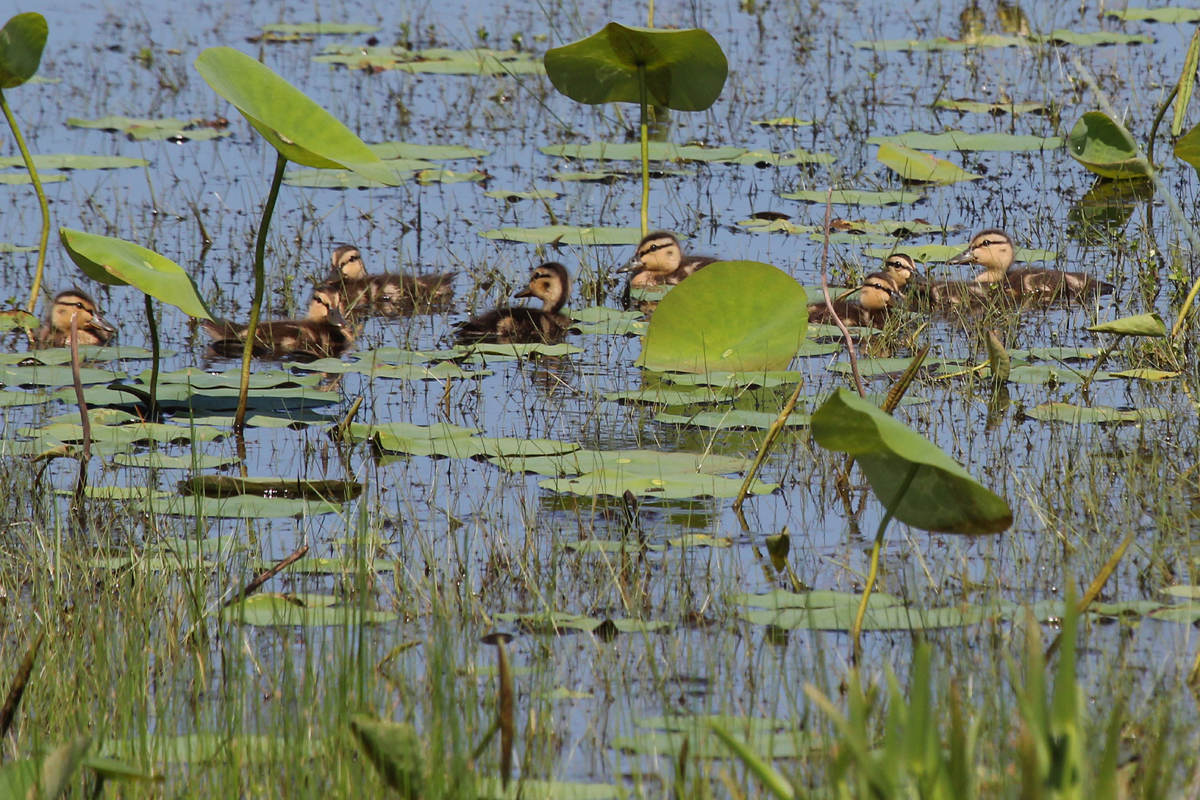 Mallards / 25 May / Back Bay NWR