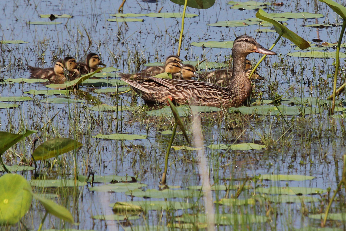 Mallards / 25 May / Back Bay NWR