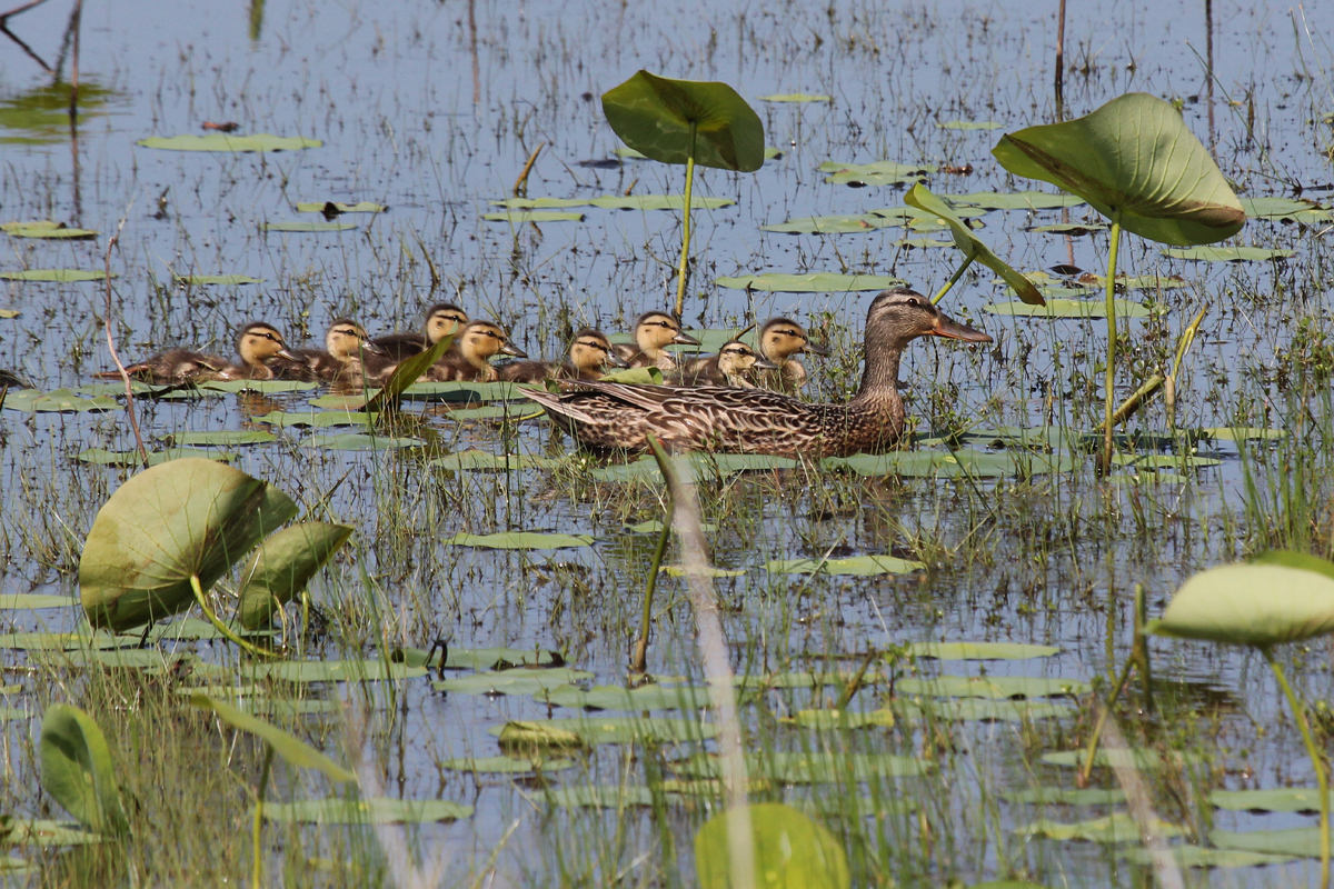 Mallards / 25 May / Back Bay NWR