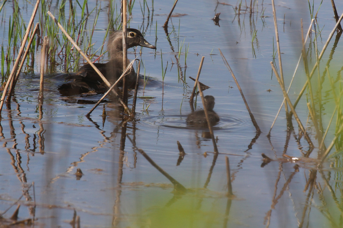 Wood Ducks / 27 May / Princess Anne WMA Whitehurst Tract