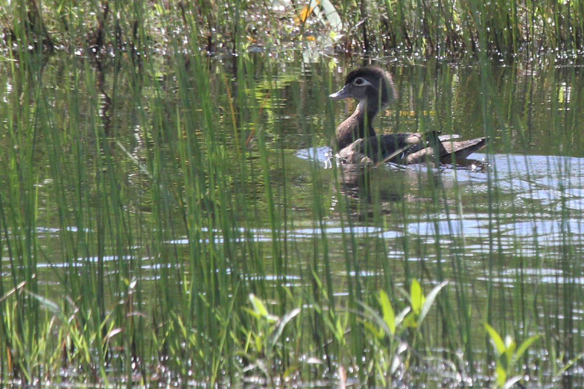 Wood Duck / 27 May / Princess Anne WMA Whitehurst Tract