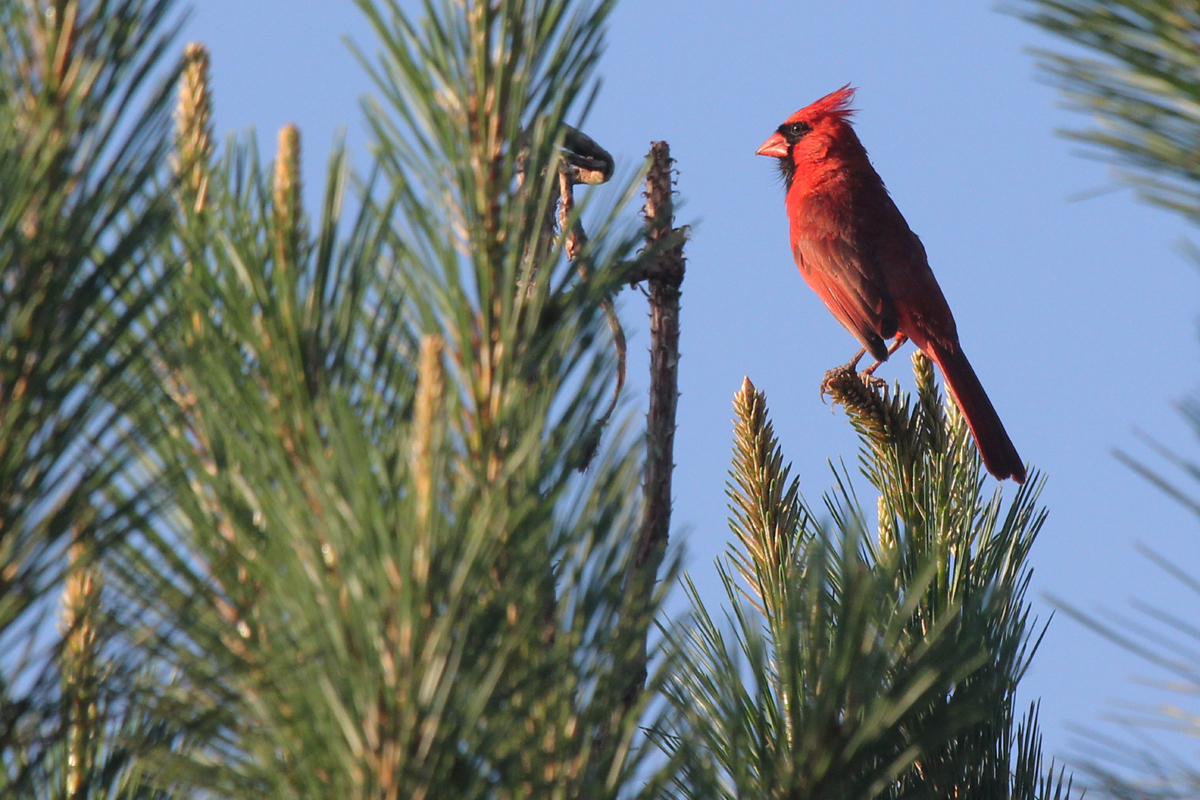 Northern Cardinal / 2 Jun / Princess Anne WMA Whitehurst Tract