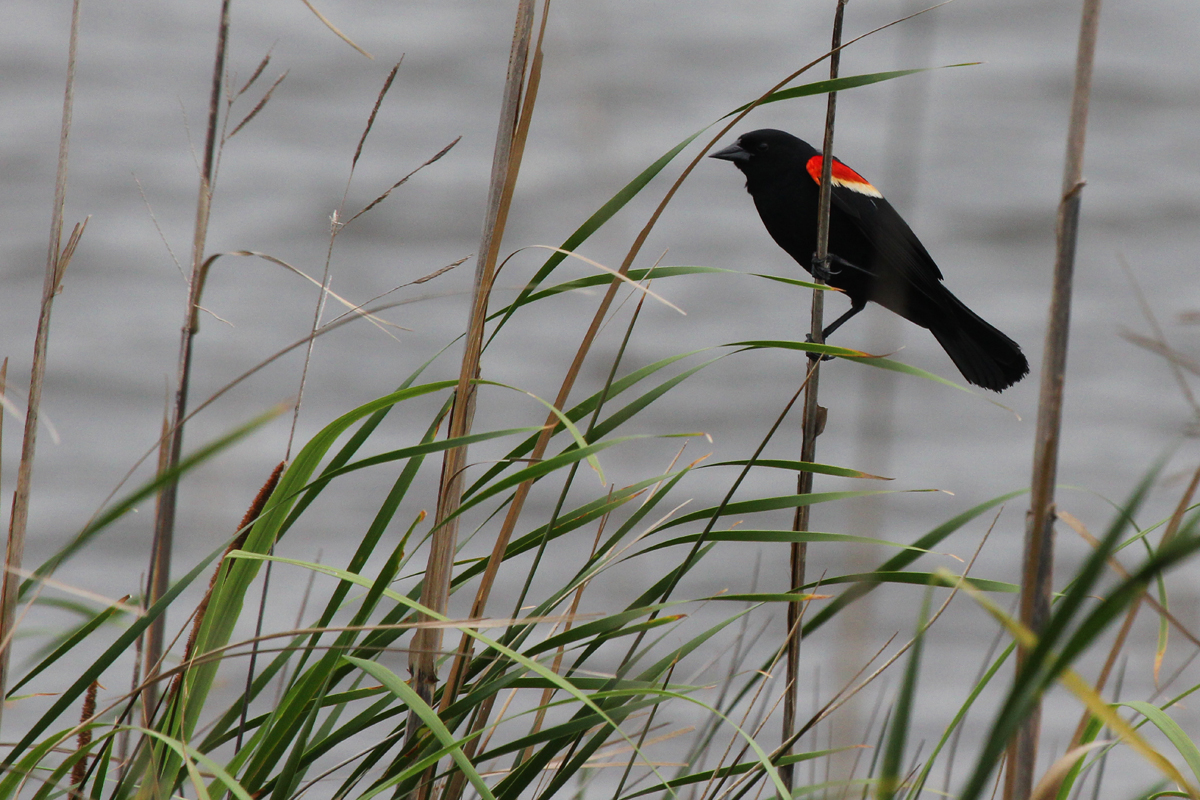 Red-winged Blackbird / 3 Jun / Back Bay NWR