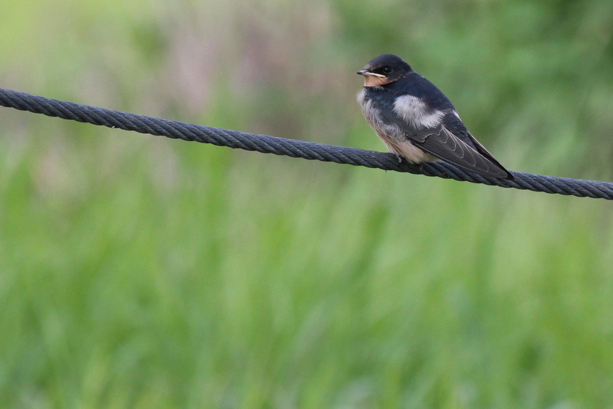 Barn Swallow / 9 Jun / Campbells Landing Rd.