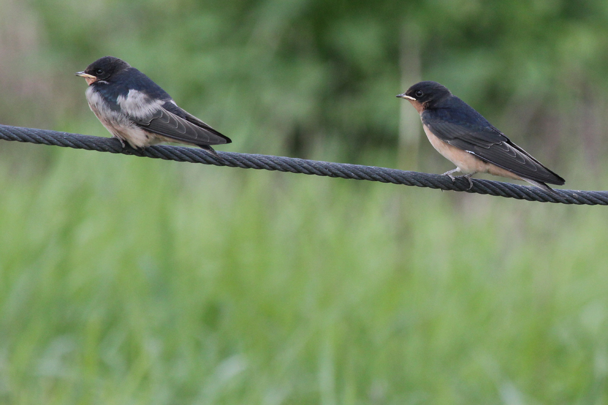 Barn Swallows / 9 Jun / Campbells Landing Rd.