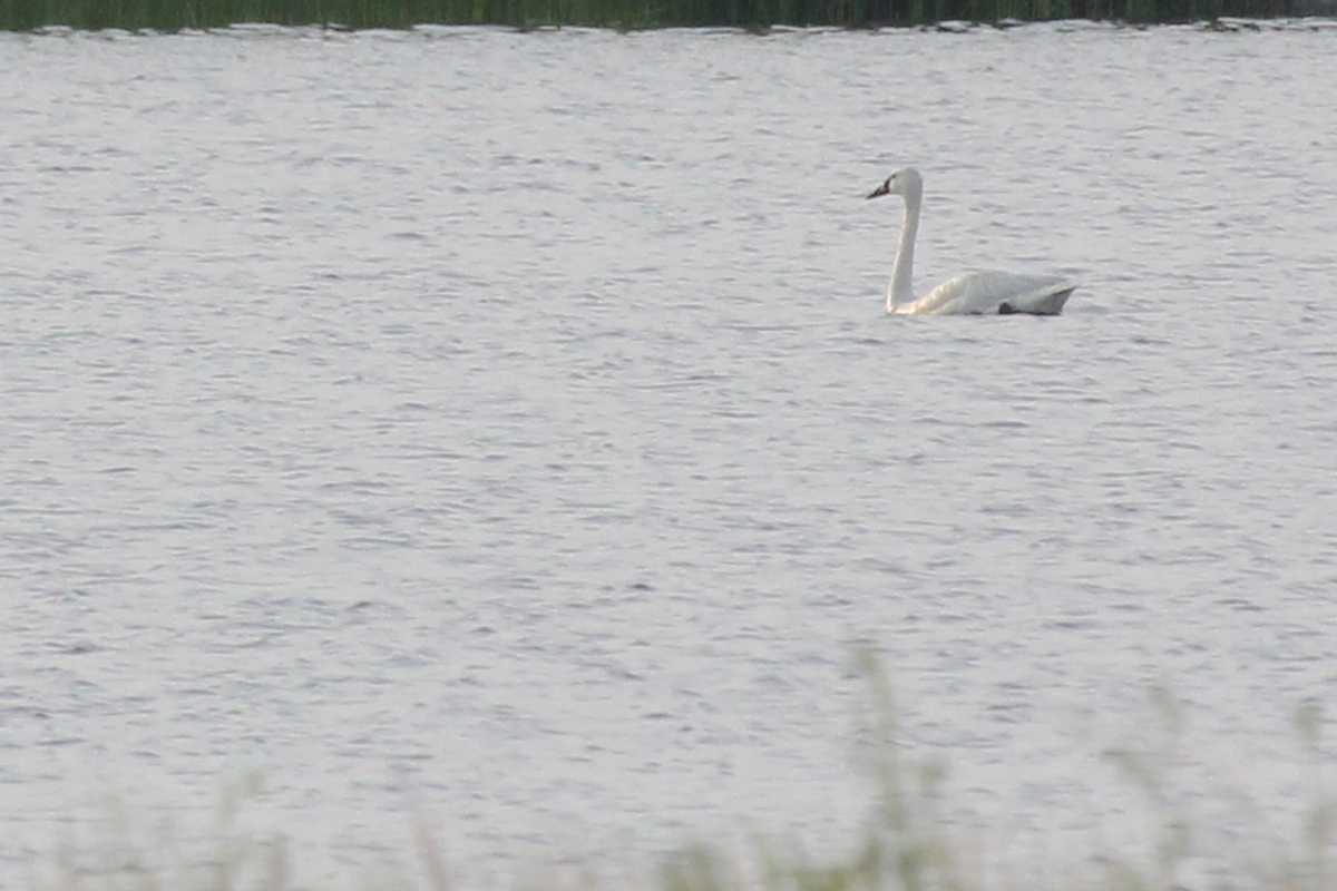 Tundra Swan / 17 Jun / Back Bay NWR