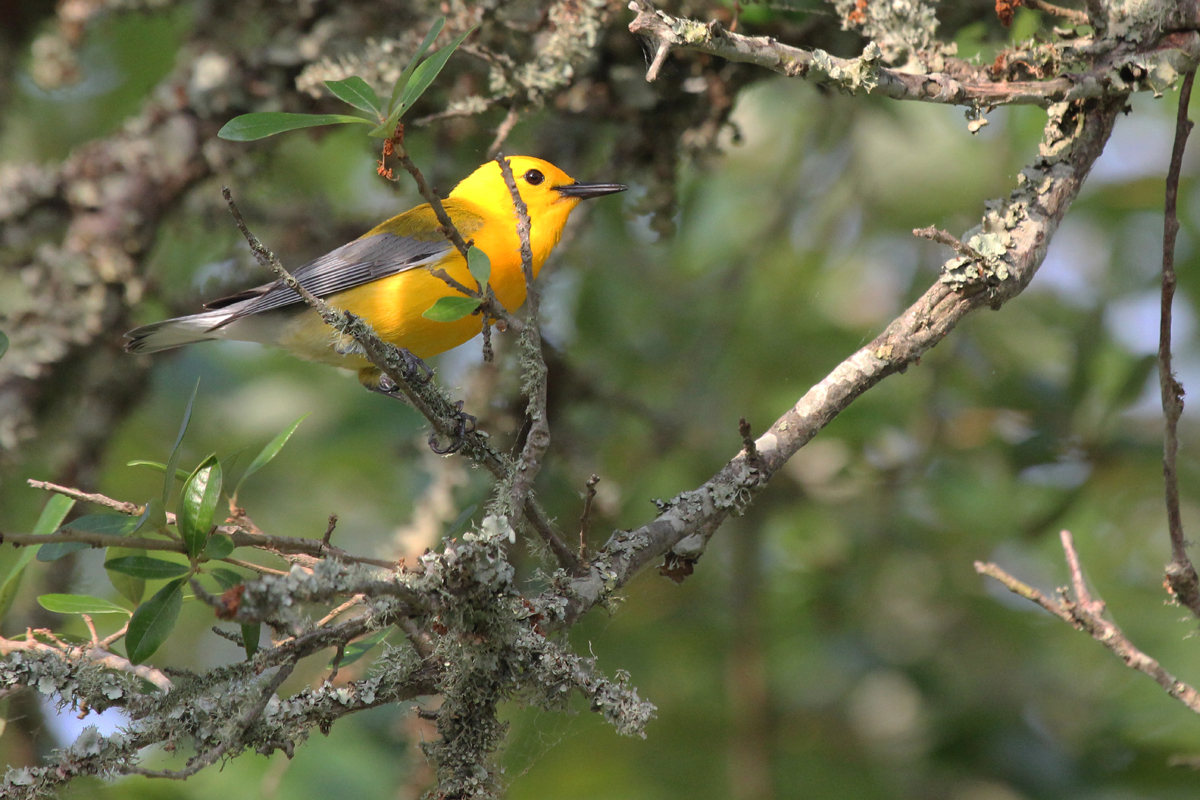 Prothonotary Warbler / 17 Jun / Back Bay NWR