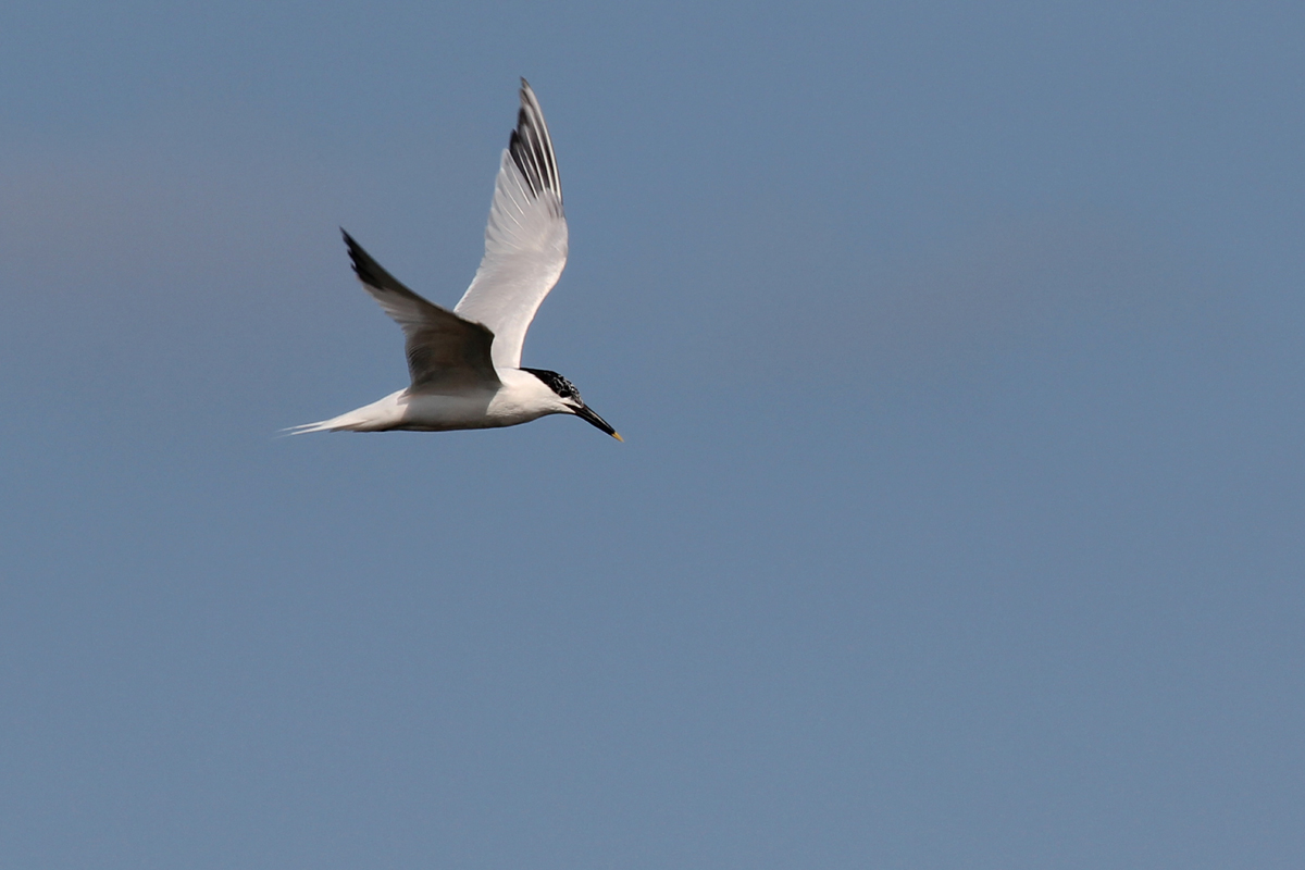 Sandwich Tern / 13 Jun / Pleasure House Point NA