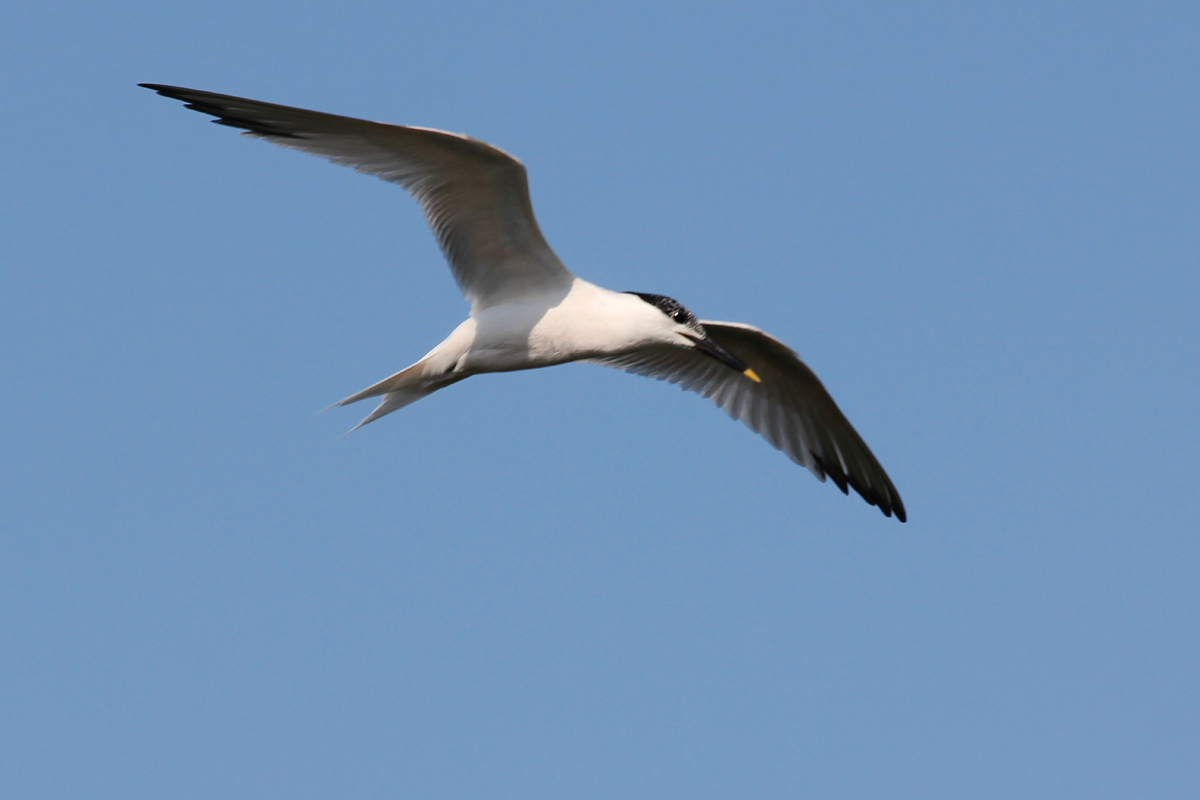 Sandwich Tern / 13 Jun / Pleasure House Point NA