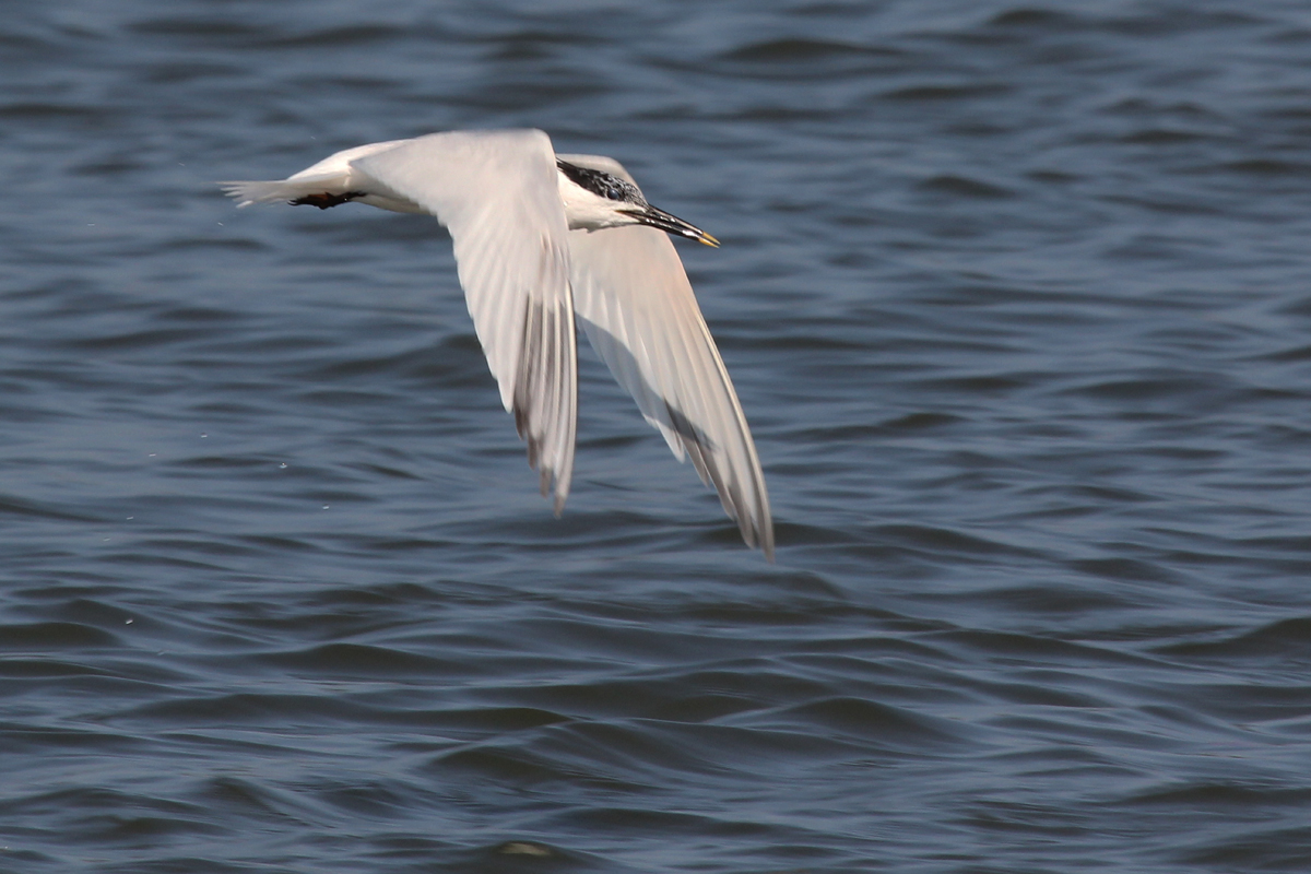 Sandwich Tern / 13 Jun / Pleasure House Point NA