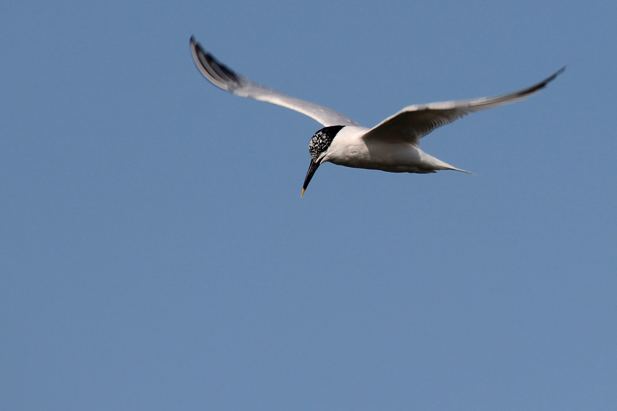 Sandwich Tern / 13 Jun / Pleasure House Point NA