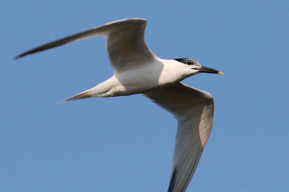 Sandwich Tern / 13 Jun / Pleasure House Point NA