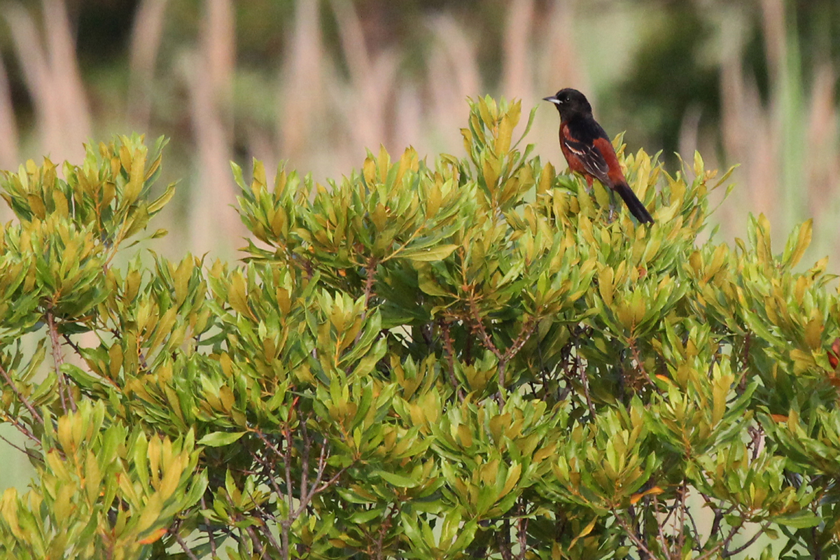 Orchard Oriole / 17 Jun / Back Bay NWR