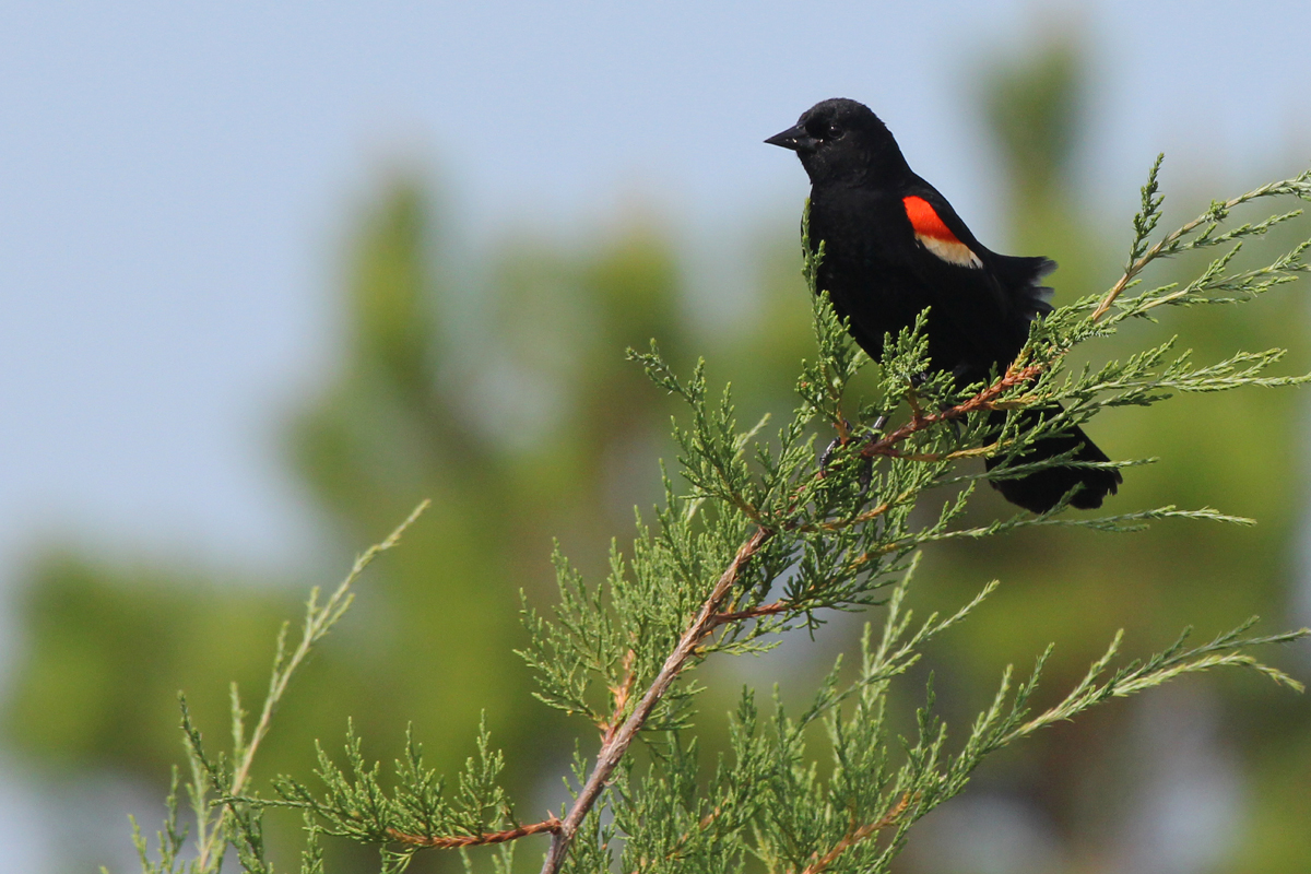 Red-winged Blackbird / 24 Jun / Pleasure House Point NA