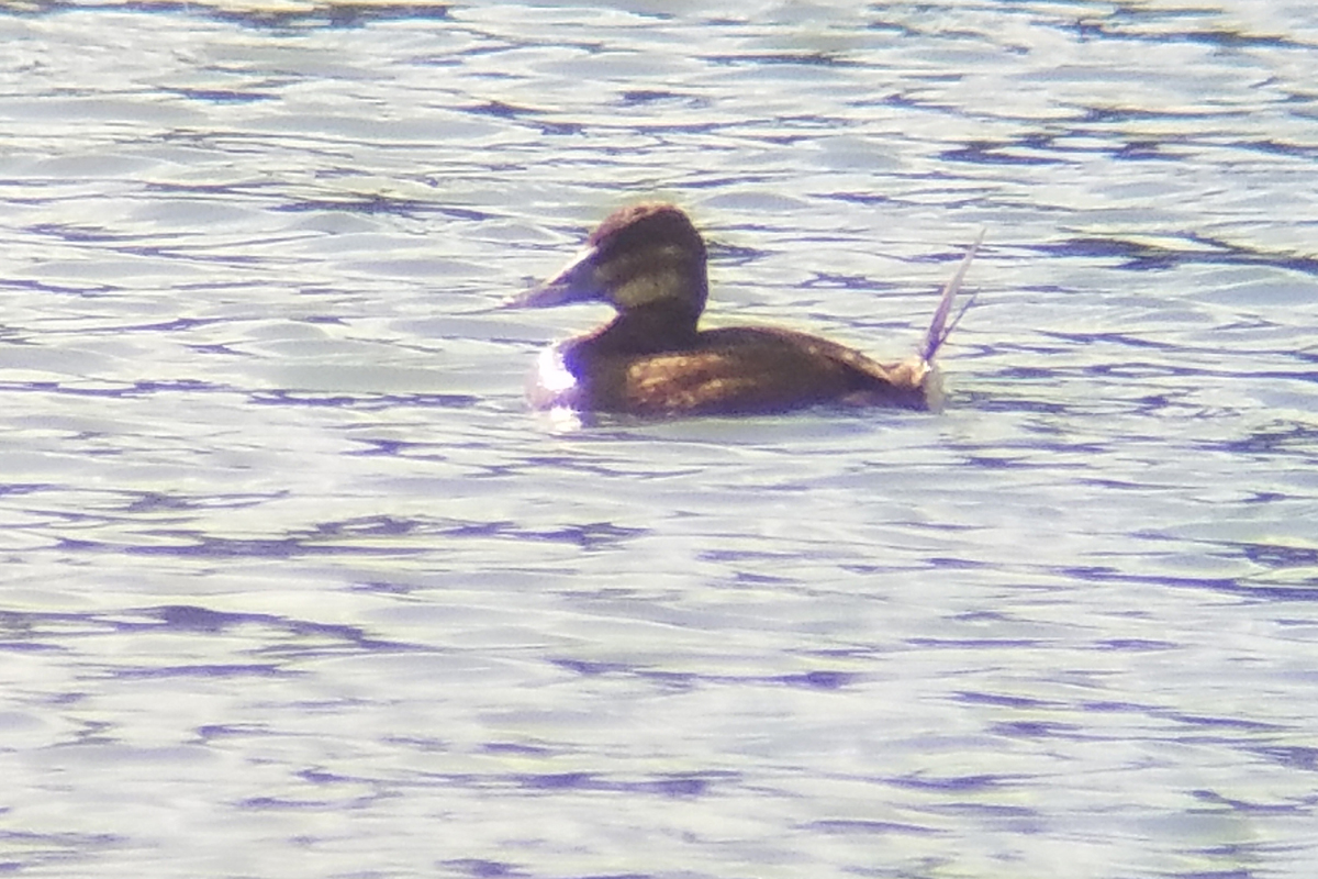 Ruddy Duck / 27 Jun / Lake Trashmore