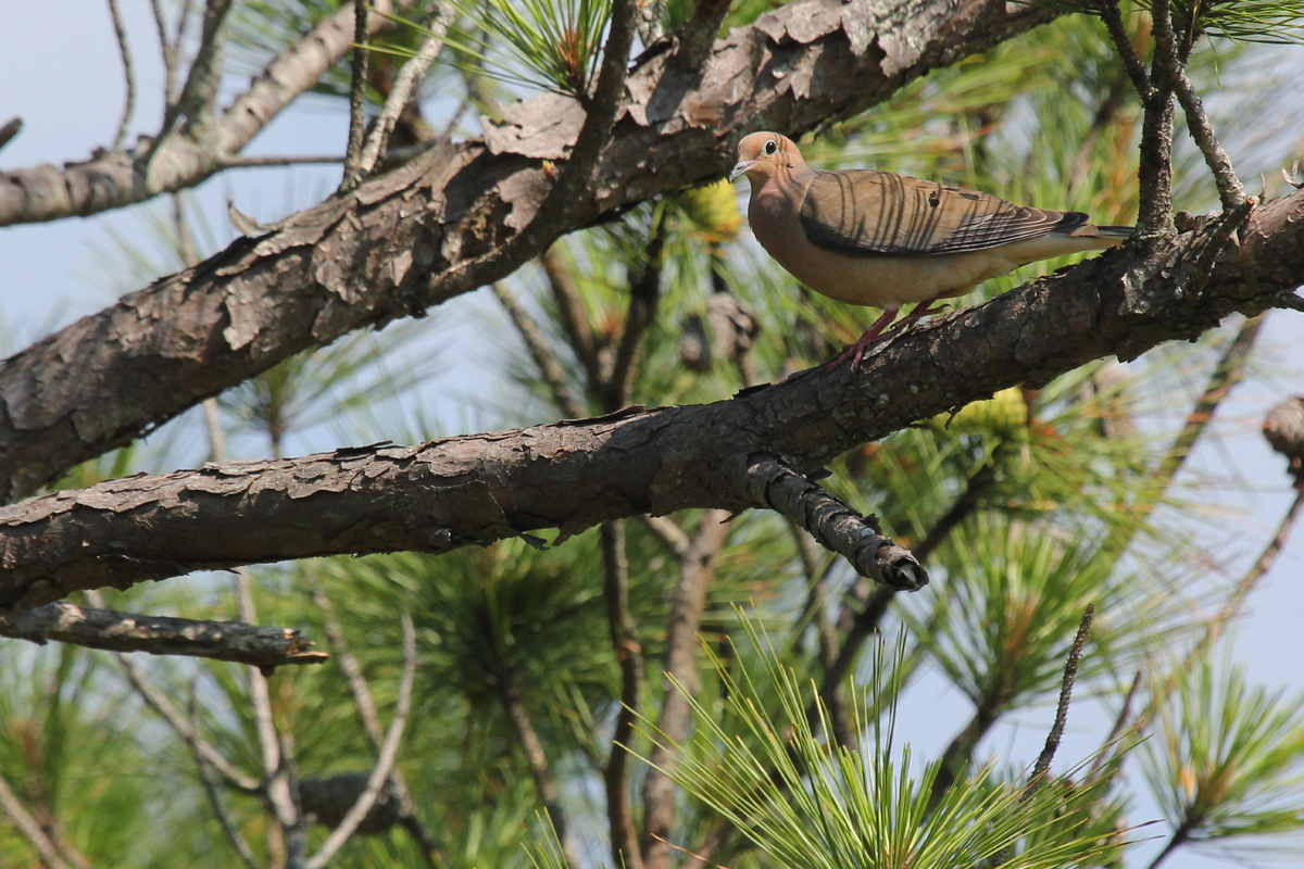 Mourning Dove / 24 Jun / Pleasure House Point NA