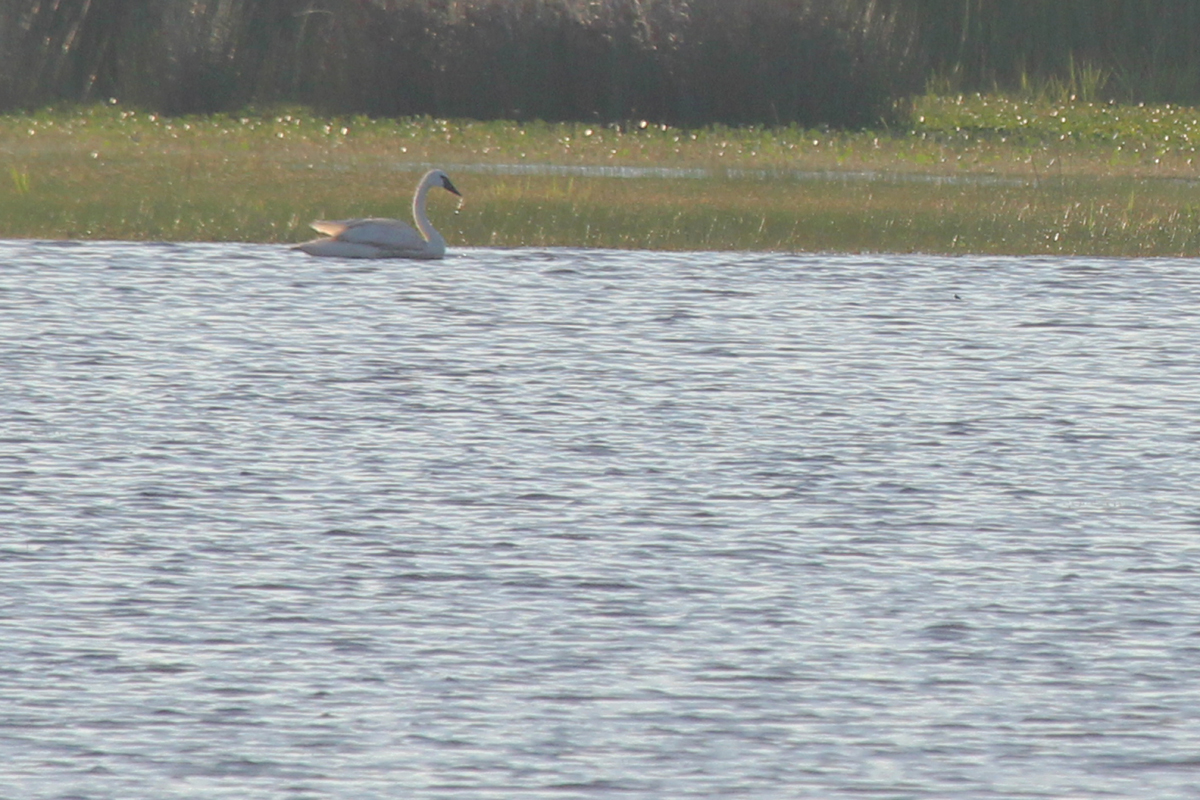 Tundra Swan / 1 Jul / Back Bay NWR