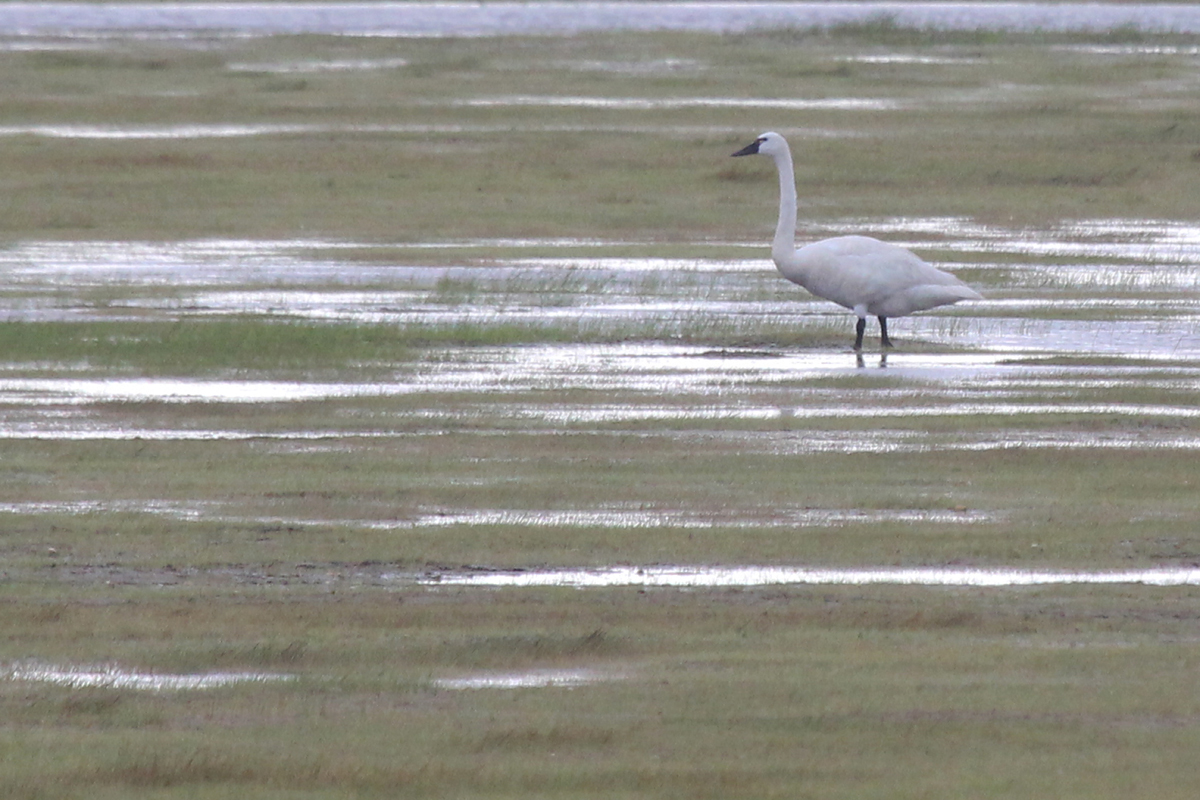 Tundra Swan / 8 Jul / Back Bay NWR