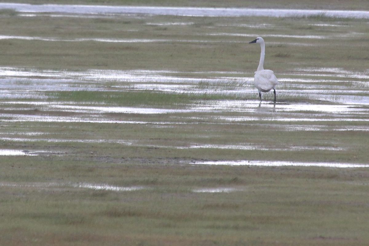 Tundra Swan / 8 Jul / Back Bay NWR