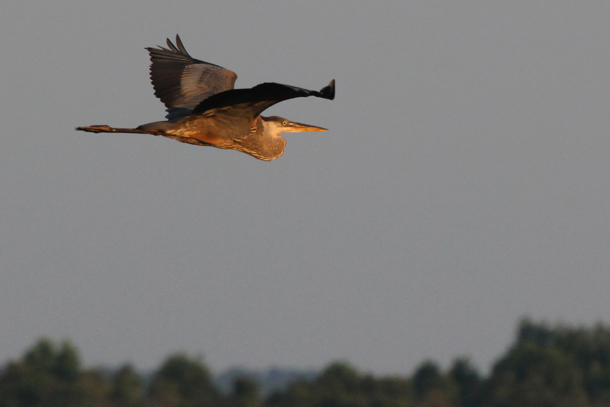 Great Blue Heron (Blue morph) / 1 Jul / Back Bay NWR