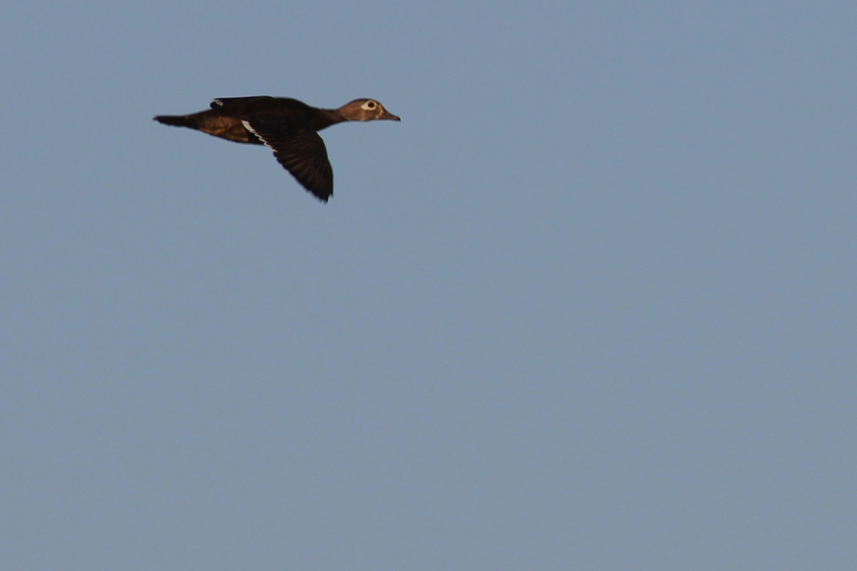 Wood Duck / 1 Jul / Back Bay NWR