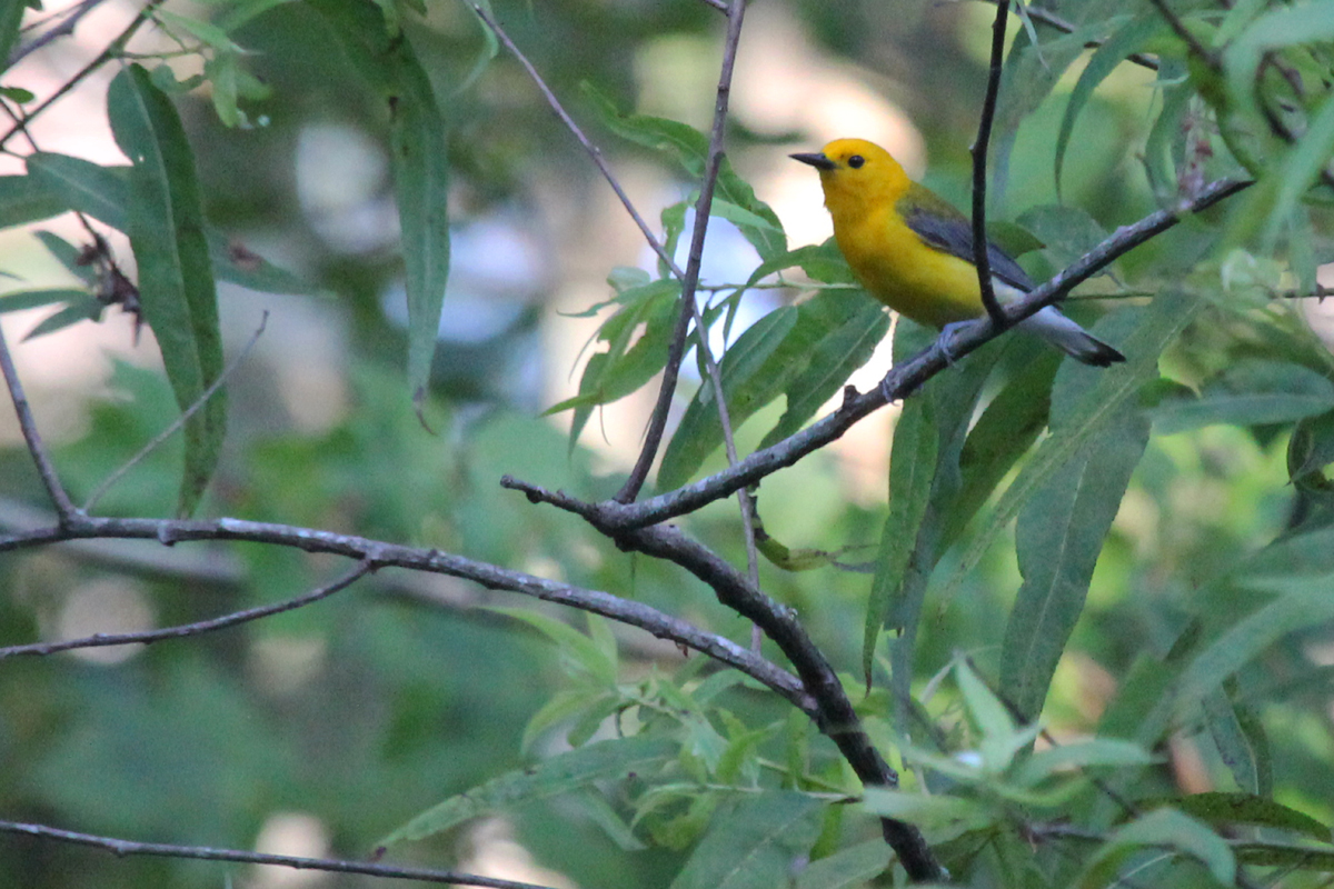 Prothonotary Warbler / 1 Jul / Back Bay NWR