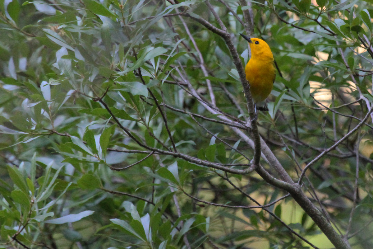 Prothonotary Warbler / 1 Jul / Back Bay NWR