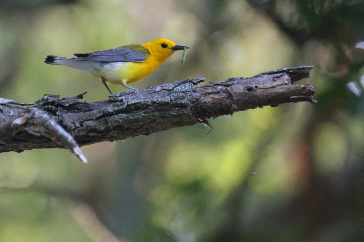 Prothonotary Warbler / 1 Jul / Back Bay NWR