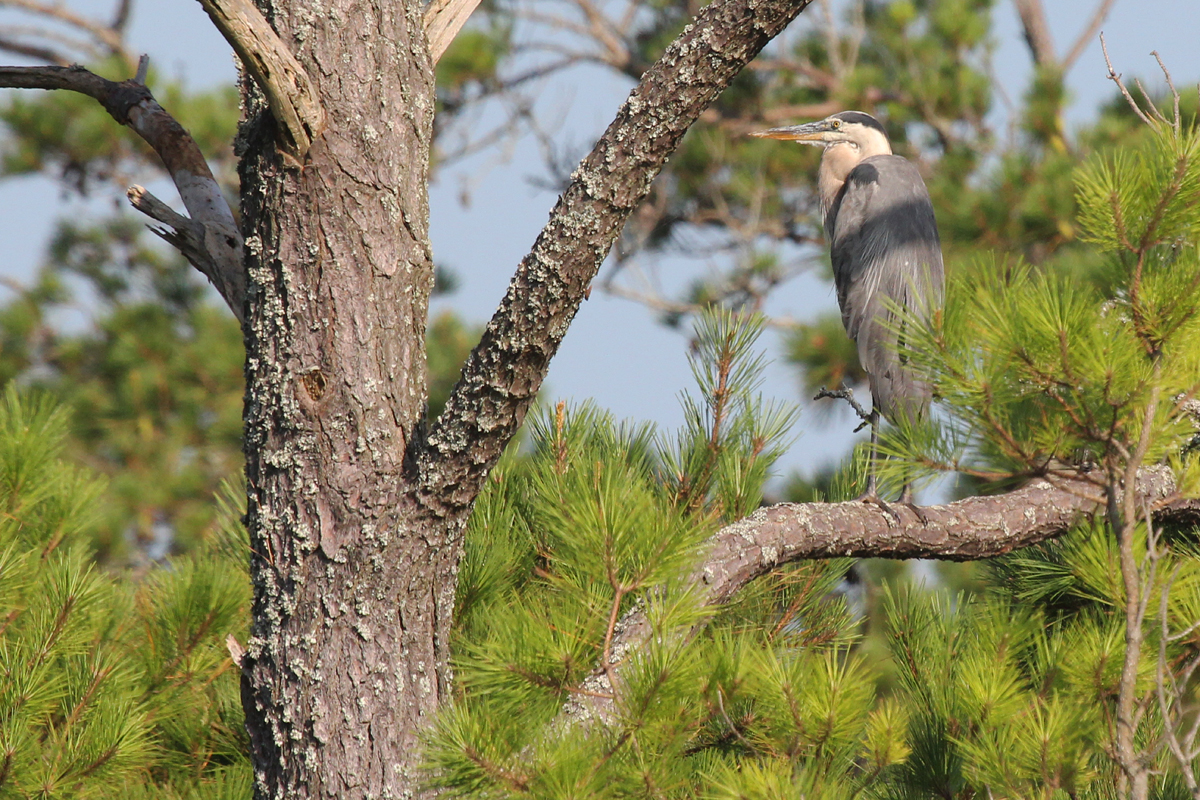 Great Blue Heron (Blue morph) / 1 Jul / Back Bay NWR