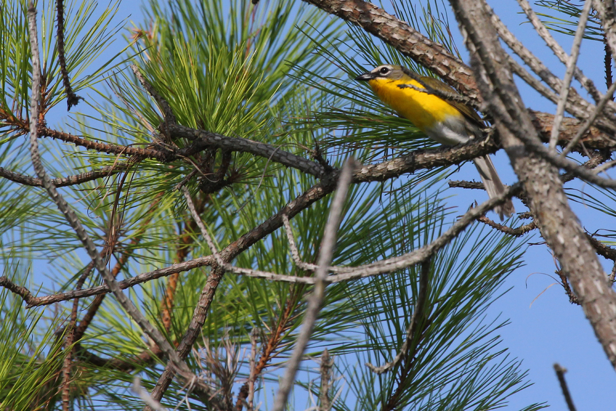 Yellow-breasted Chat / 1 Jul / Back Bay NWR