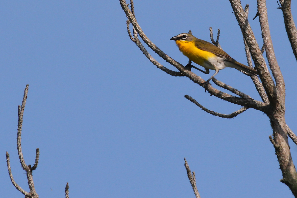 Yellow-breasted Chat / 1 Jul / Back Bay NWR