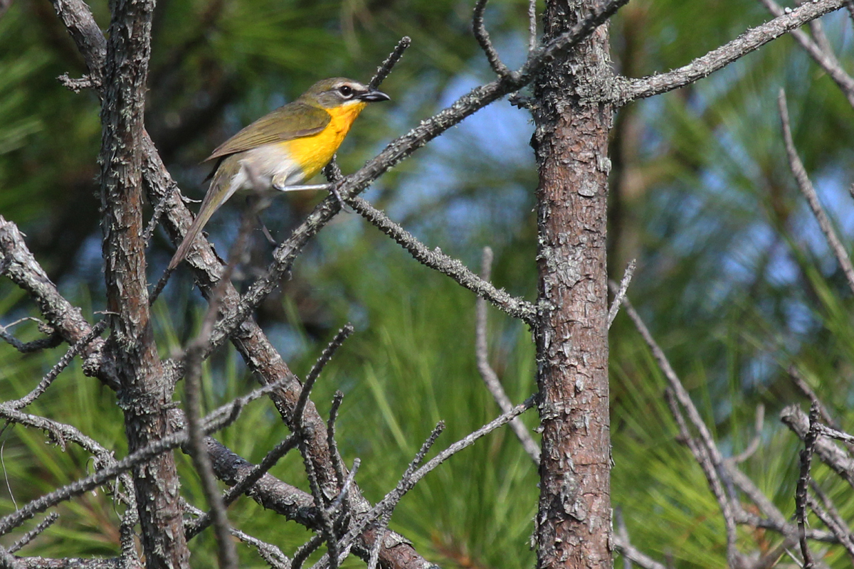 Yellow-breasted Chat / 1 Jul / Back Bay NWR