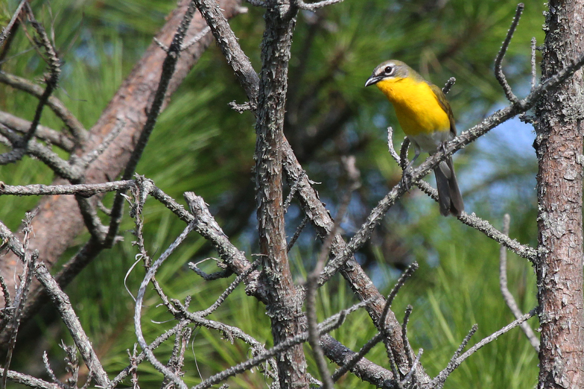 Yellow-breasted Chat / 1 Jul / Back Bay NWR