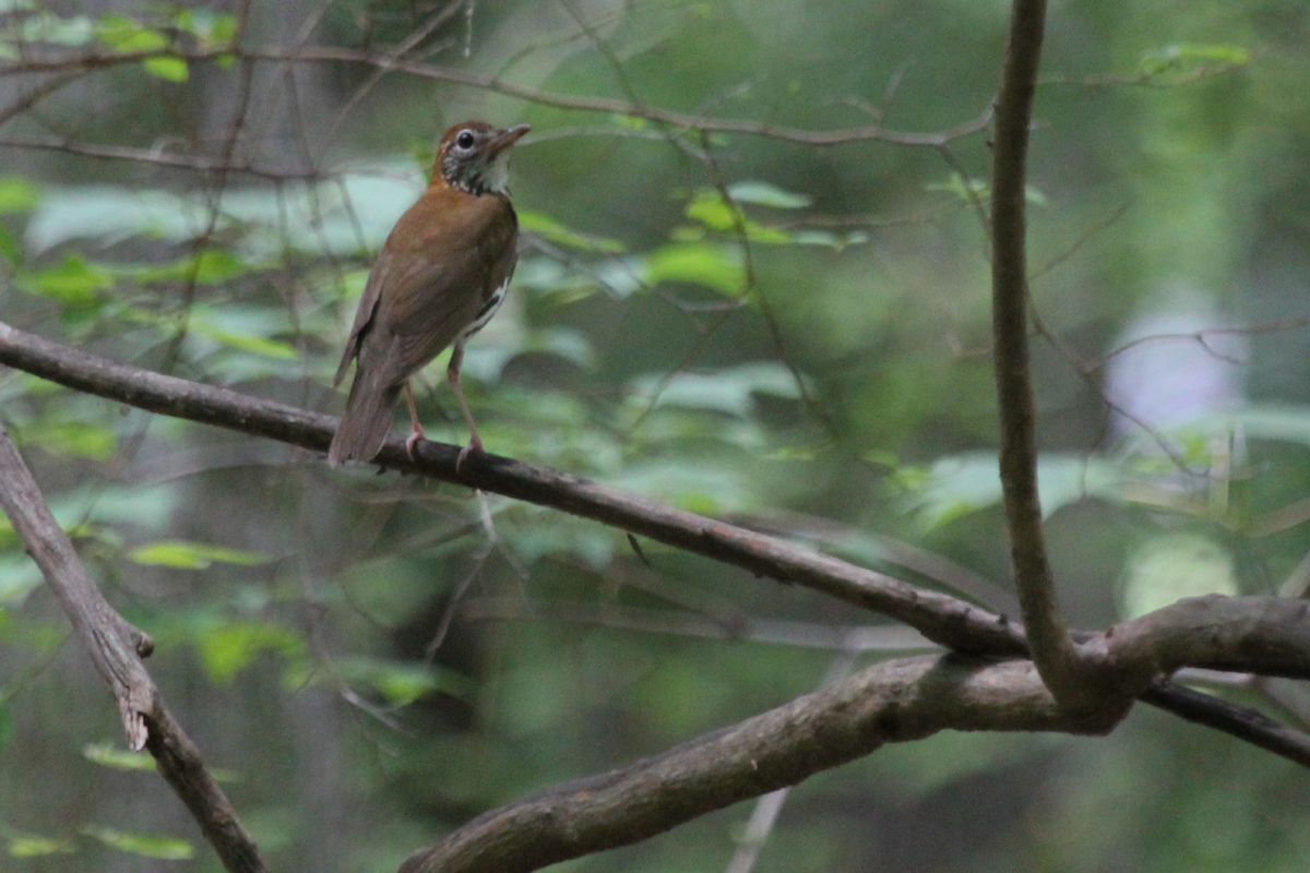 Wood Thrush / 1 Jul / Stumpy Lake NA