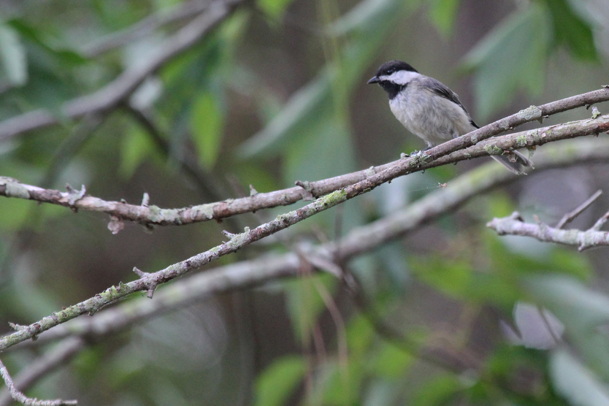 Carolina Chickadee / 4 Jul / Princess Anne WMA Whitehurst Tract