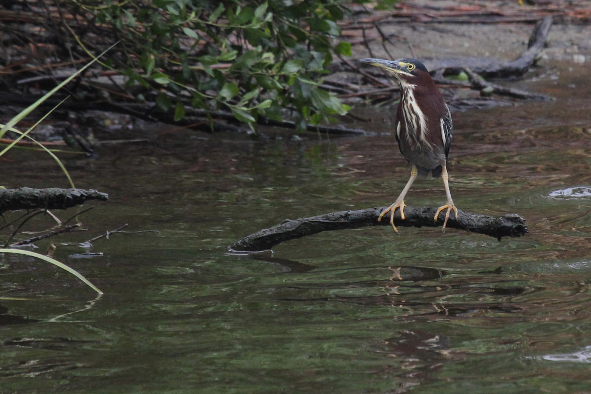 Green Heron / 7 Jul / Pleasure House Point NA