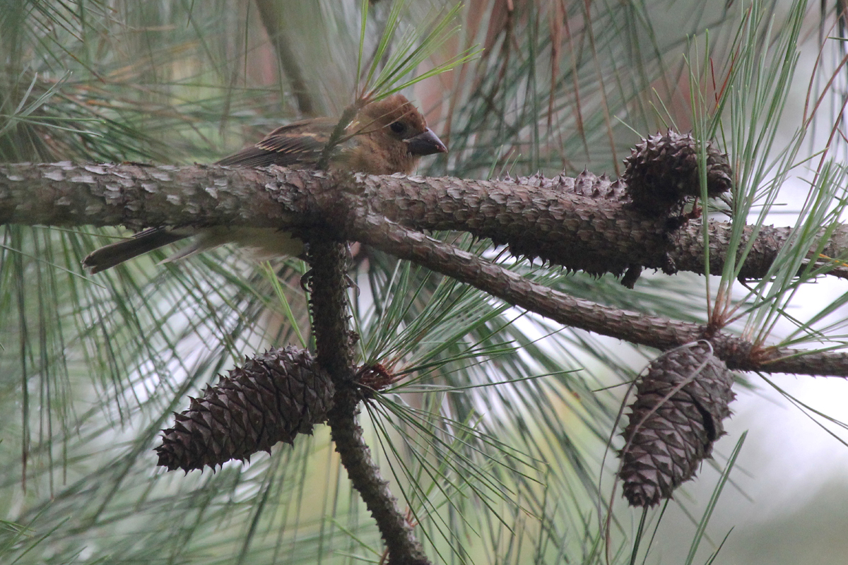 Blue Grosbeak / 7 Jul / Pleasure House Point NA