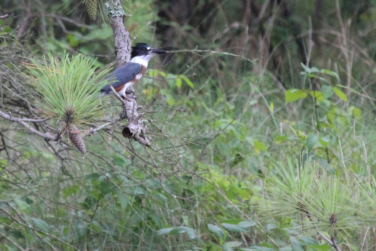 Belted Kingfisher / 7 Jul / Pleasure House Point NA