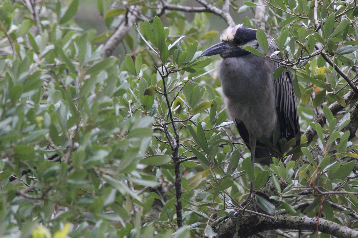 Yellow-crowned Night-Heron / 7 Jul / Pleasure House Point NA